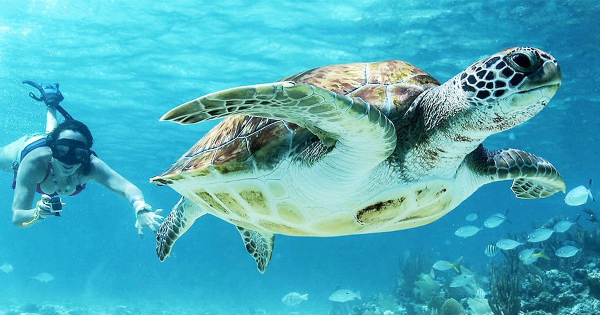Sea turtles swimming in Aruba waters