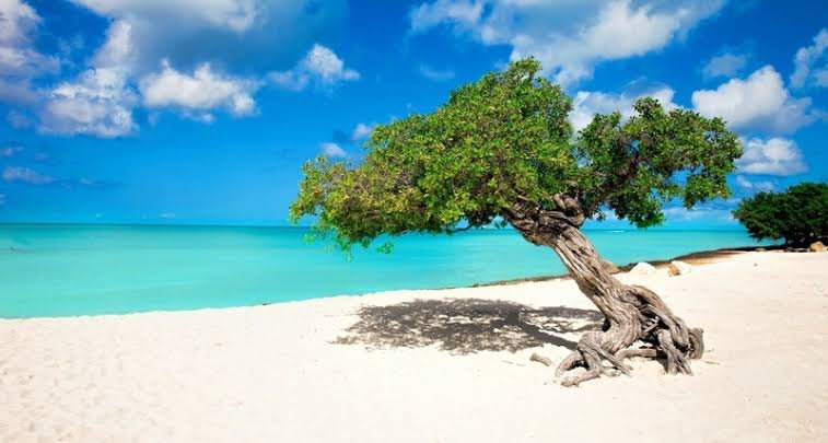 Divi Divi Tree Aruba
