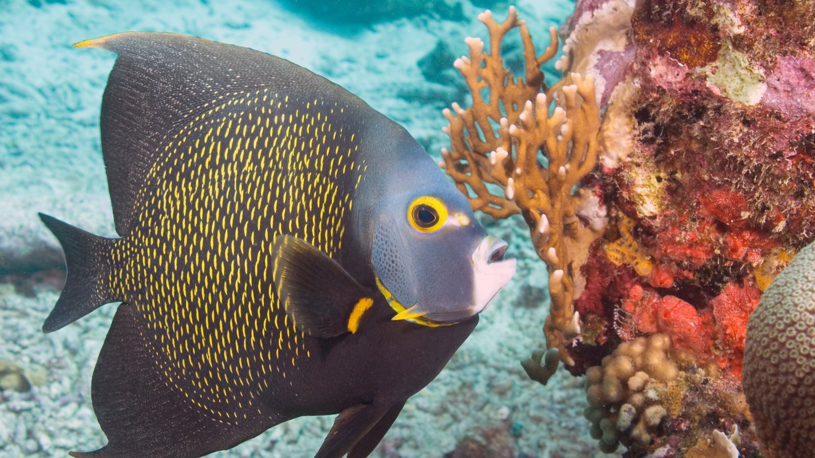 Best snorkeling tours in Aruba