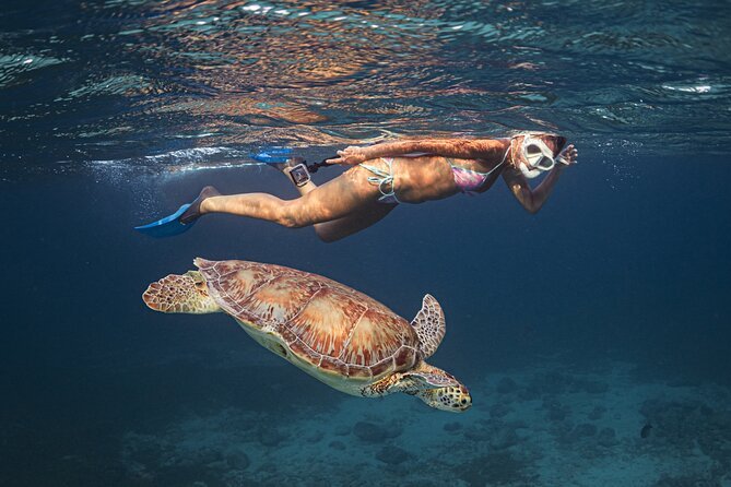 Sea turtle snorkeling Aruba