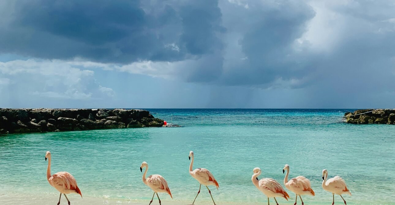 Flamingos beside turquoise Caribbean water in Aruba